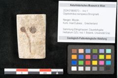 Foto (Objekt + Etikett) von Glyptostrobus europaeus Brongniarti (NHMW-GEO-2024-0188-8073)